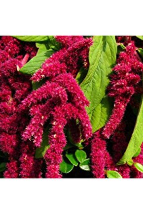 Tilki Kuyruğu Tohumu Yerli Amaranthus Caudatus 100 Adet