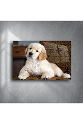 Yüksek parlaklıkta akrilik Golden Retriever yavrusu duvar tablosu