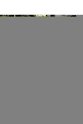 Gri Bambu Zebra Stor Perde