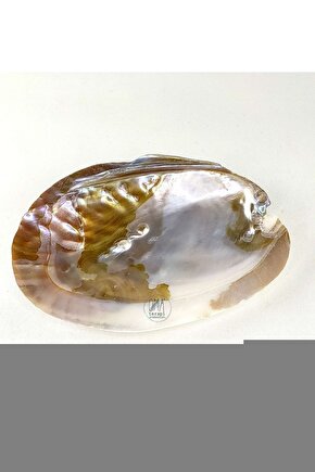 Kadın Gri Pamuklu Yüksek Bel Külot 652