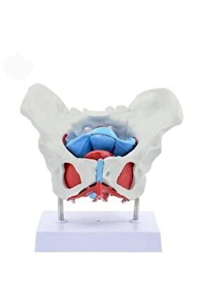 Pelvisli Pelvik TabanMaketi Model 44