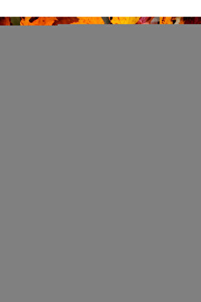 Leo 393 Dört Ayaklı Baston