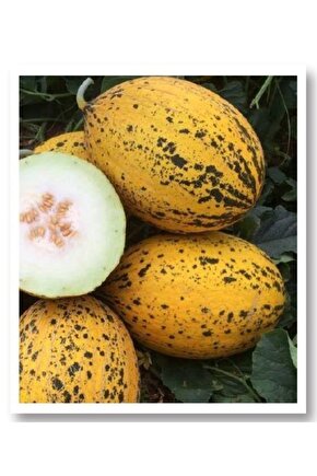 Kırkaağaç Kavun Tohumu 10gr