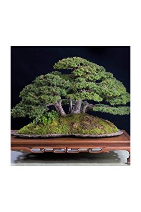 Fıstık Çamı Bonsai Ağacı Tohumu 2 Adet Bonsai Ağacı Tohumu