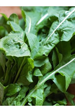 Doğal Yeşil Roka Sebze Tohumu 1000 Ad. Yerli Tohum