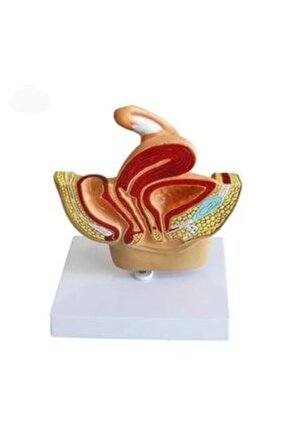 Osy Modal Yumuşak dokulu Kumaş Bisiklet Yaka Parçalı detaylı Kısa Kollu Takım - Siyah