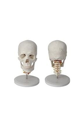 Omurga Kafa MaketiModeli 20