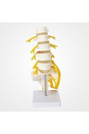 Omurga Bel Maketi Model23