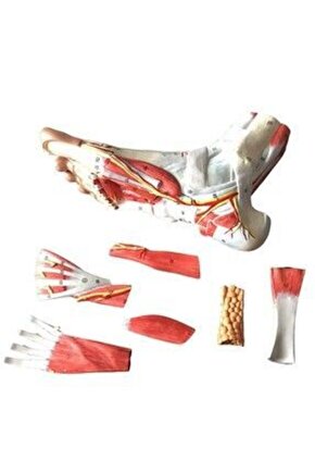 Detaylı Ayak MaketiModel 53