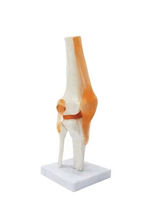 Diz Maketi Fizik Tedavi