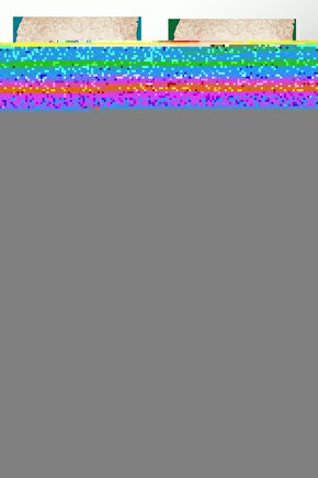 Raşid Halifeler Seti  (4 Kitap Set- Hidayet Yıldızları)