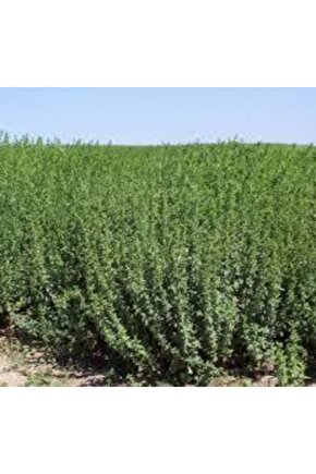 Arzuman Kekik Tohumu 100 Adet