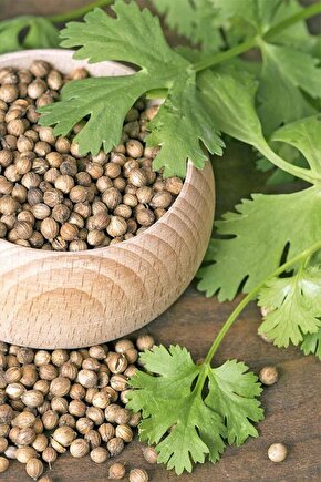 Şifalı Kişniş Tohumu Cilantro Coriandrum Sativum