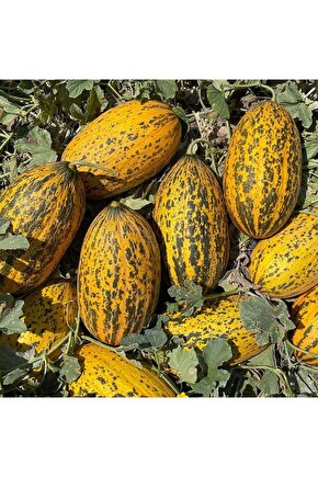 Yerli Ata Kırkağaç Kavunu Tohumu 5 G Takribi 70 Tohum - Açık Tohum