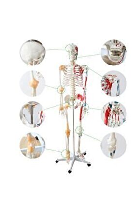 Tam Iskelet Maketi 170Cm Model 12