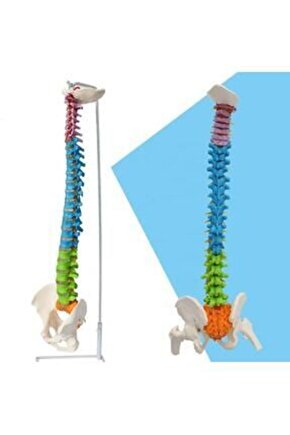 Omurga Maketi85 Cm Model 19