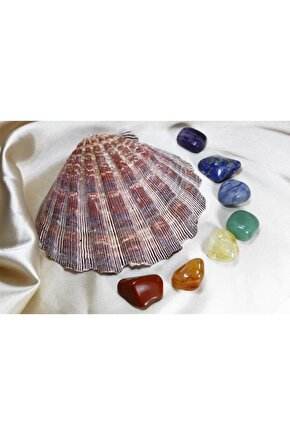 Doğal Istiridye Deniz Kabuğu Ve Işlenmemiş Doğal Çakra Taşları