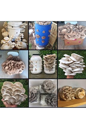 15000 Adet İstiridye Mantarı Tohumu + Ekim Poşetleri + Eğitim Kılavuzu+ Üzüm Fidanı Tohumu Hediye