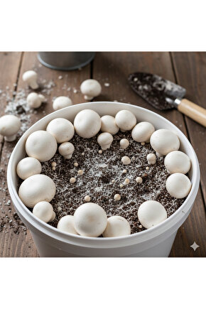 Beyaz Şapkalı Kültür Mantarı Ekili Deneme Hobi Kiti