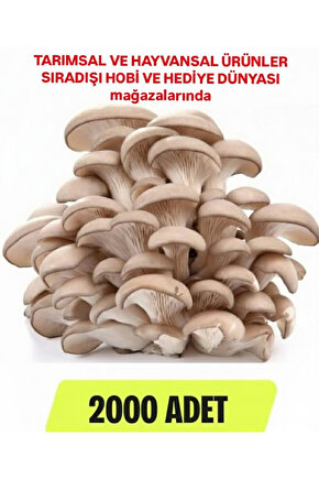 2000 Adet İstiridye Mantarı Tohumu, Ekim Poşetleri, Kılavuz ve Üzüm Fidanı Tohumu Hediye