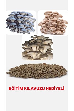 10 Gr İstiridye Kavak Kayın Yaprak Mantarı Tohumu