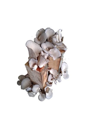 Kavak Mantarı Tohumu Ekili Kütük