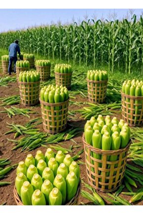 600 Adet Kaynatmalık Mısır Tohumu