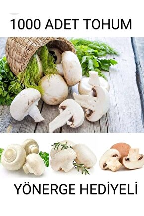 1000 Adet Beyaz Şapkalı Mantar Tohumu Ve Eğitim Kılavuzu ve Suprist Hediye