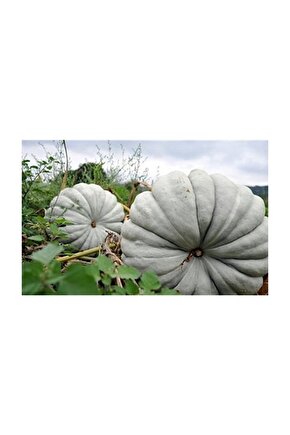 Bal Kabak Tohumu (kestane Kabağı) 20ad