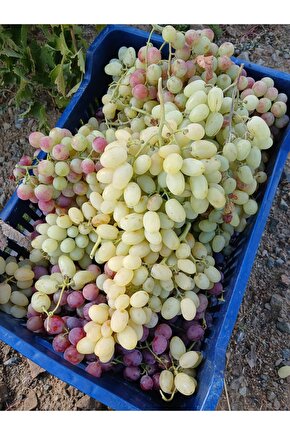 Üzüm Fidan Tohumu 1500 Adet