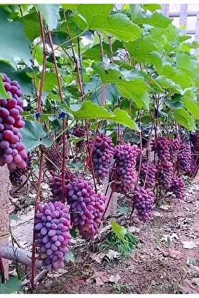 Üzüm Fidanı Tohumu 5000 Adet