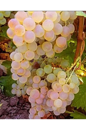 5000 Adet Üzüm Fidesi Tohumu