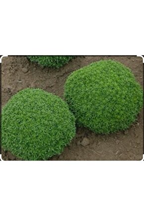 Sivrisinek Savar Tohumu (Ortalama 750 Adet)