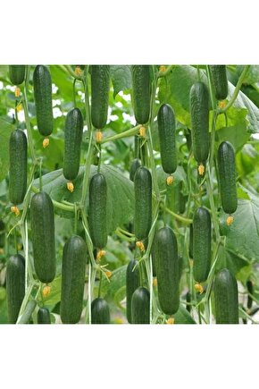 1000 Adet Köylü Salatalık Tohumu