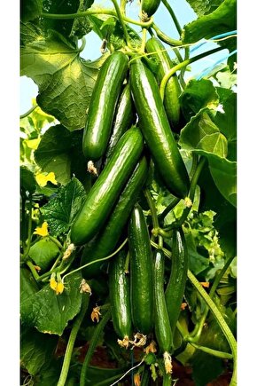 Salatalık Tohumu 2000 Adet