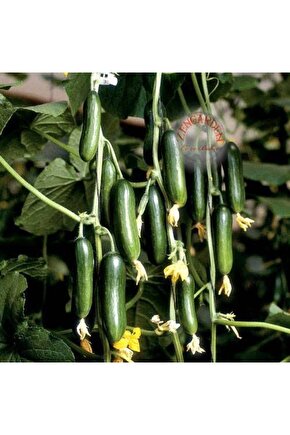 Salatalık Tohumu 1500 Adet