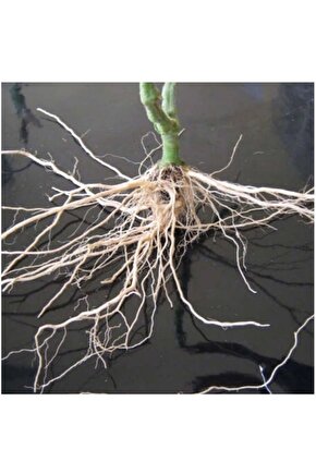 Bitki Köklendirme Hormonu + Yönerge + Hediye Üzüm Fidanı Tohumu