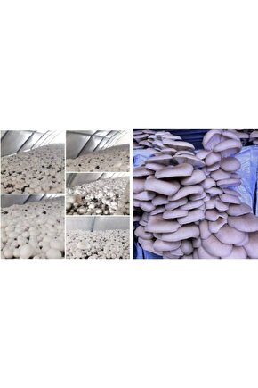 İstiridye ve Kültür Mantarı Tohumu Birlikte (2×3000 Adet)