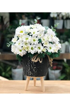 13 Litre Papatya Ekim ve Bakım Torfu