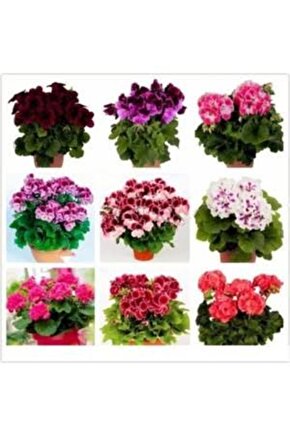 13 LİTRE SULUKENT EKİM VE BAKIM TORFU