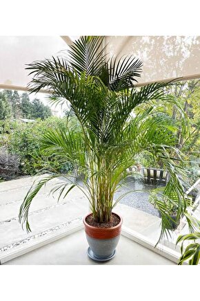 13 Litre Areka Salon Palmiyesi Ekim ve Bakım Torfu