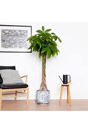 13 Litre Örgülü Para Ağacı Ekim ve Bakım Torfu