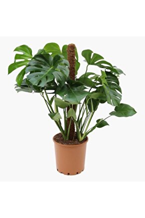 13 Litre Deve Tabanı Ekim ve Bakım Torfu