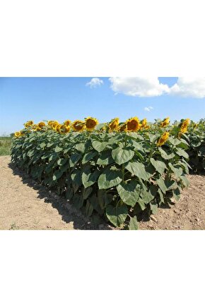 200 Adet İri Çekirdekli Dev Boylu Ayçekirdeği Tohumu