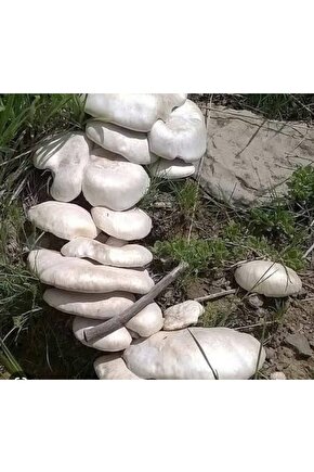 Kültür Mantarı Tohumu 3000 Adet + Eğitim Kılavuzu + Hediye Üzüm Fidanı Tohumu