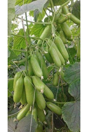 150 Adet Kabak Tohumu - Dolmalık Ve Kızartmalıkkabak