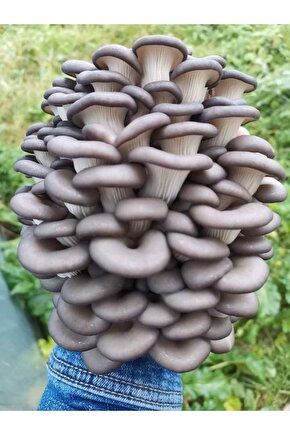 750 Adet Kavak Mantarı Tohumu, Ekim Poşeti Ve Kılavuz