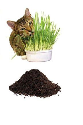 Kedi Çimi Tohumu (10.000 Adet Tohum) Ve Çim Ekim Toprağı (10 Litre)