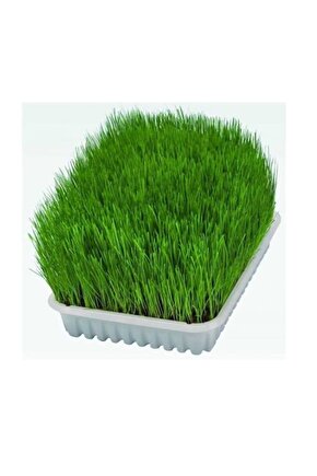 Uzun Ömürlü Lezzetli Kedi Çimi Tohumu ( Ortalama 10.000 Adet Tohum - 1 M2 Alana Yetecek Kadar )