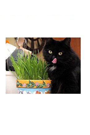 7 Yıl Kök Ömürlü Kedi Çimi Tohumu (1 M2 Alana Yetecek Kadar)